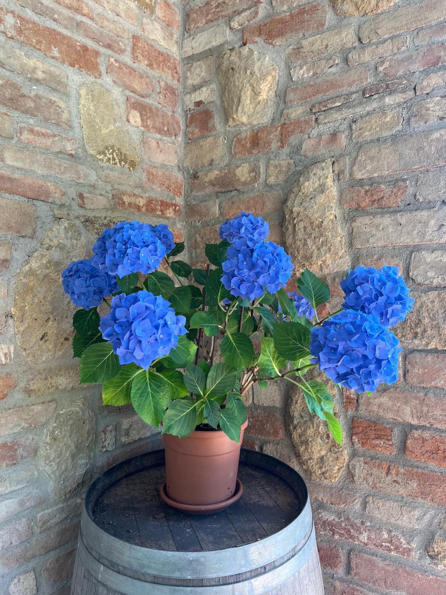 Agriturismo Il Gonzeto, Montepulciano Stazione Exterior foto